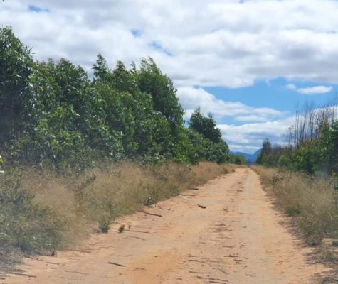 Fazenda 363 hectares à venda para plantio em Sacramento-MG-zebu-fazendas-14