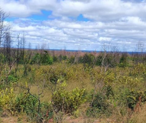 Fazenda 363 hectares à venda para plantio em Sacramento-MG-zebu-fazendas-15