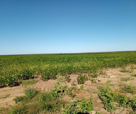 Fazenda 363 hectares à venda para plantio em Sacramento-MG-zebu-fazendas-9