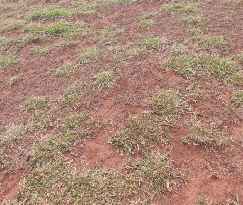 Fazenda 363 hectares à venda para plantio em Sacramento-MG-zebu-fazendas