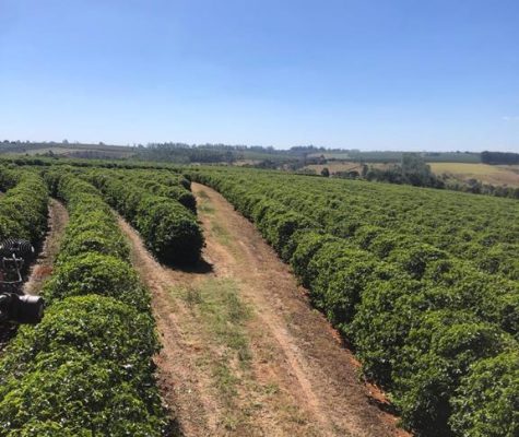 fazenda-sentido-uberaba-23km-de-araxa (3)