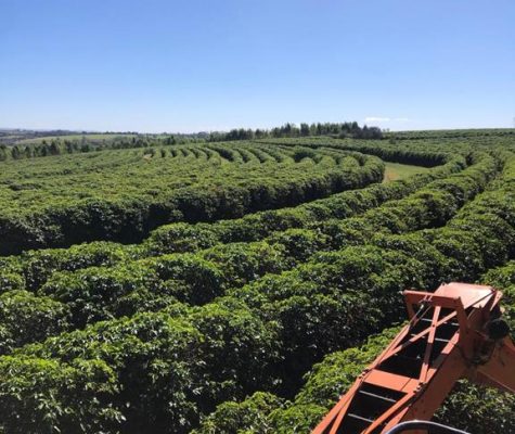 fazenda-sentido-uberaba-23km-de-araxa